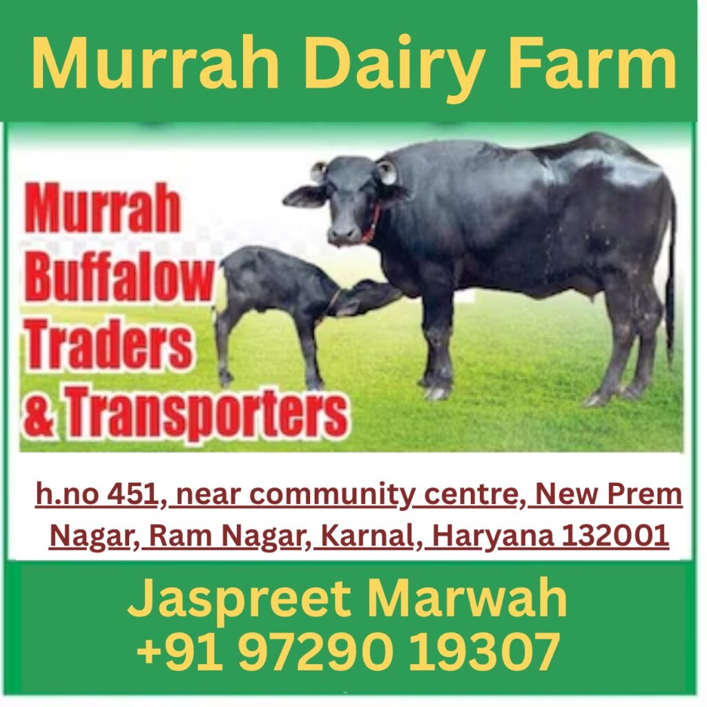 WhatsApp Image 2026-05-08 at 2.52.11 PM